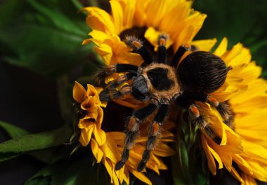 Parlak, dev bir kuş yiyen tarantula örümceği renkli ayçiçekleriyle Brachypelma Smithi. Büyük, tehlikeli, dev eklembacaklı..