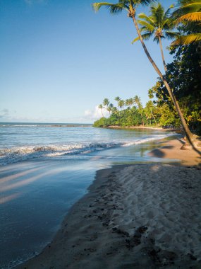Palmiye ağaçları ve mavi gökyüzü altında sakin dalgaları olan tropik bir sahil