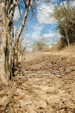 Yazı: Brezilya Sertao 'sunun kurak arazisinde yapraklarla kaplı kuru ve engebeli bir yürüyüş yolu.