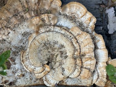 Çürümüş bir ağaç gövdesinde bilezik mantarları