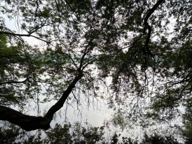 Göldeki ağaç siluetleri.