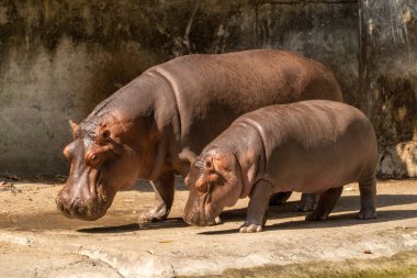 Hippo, çocuğu & büyüt