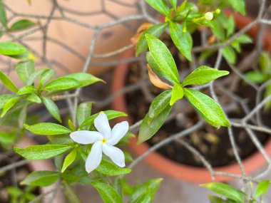 Güzel beyaz çarkıfelek çiçeklerinin yakın çekimi.