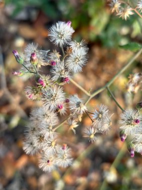 Veronia polisphaera, yabani çiçek, kuru otlar