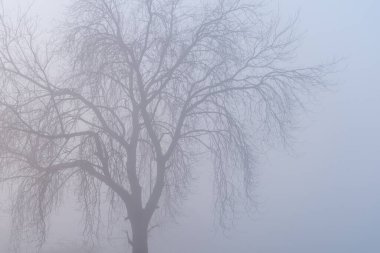 Hindistan 'ın kırsal kesimlerinde sislerin arasında kaybolan bir ağaç..