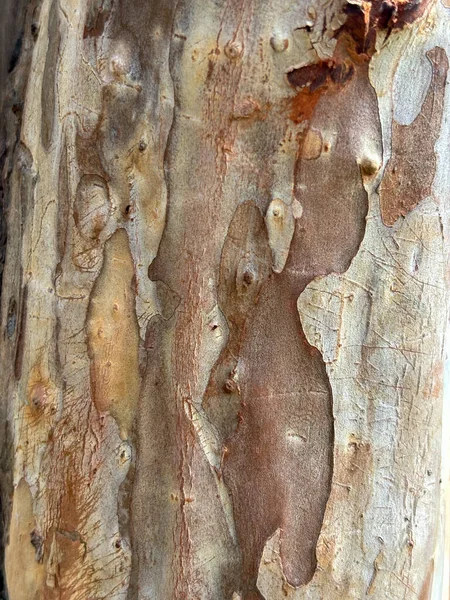 Surface of sycamore tree as texture background or backdrop. Platanus occidentalis tree bark texture closeup.