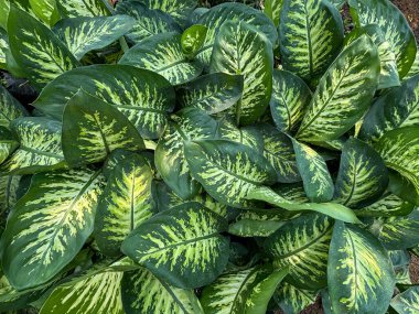 Bahçedeki yeşil dieffenbachia yaprağının yakın görüntüsü.