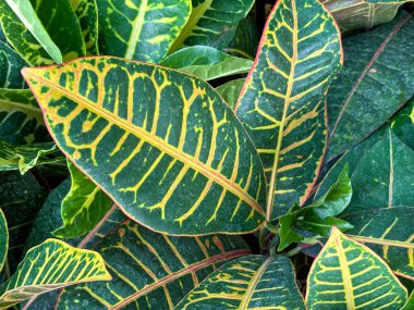Croton bitkisinin (Codiaeum Petra) yapraklarının yakın plan görüntüsü