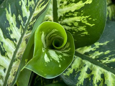 Bahçedeki yeşil dieffenbachia yaprağının yakın görüntüsü.