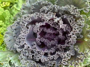 Brassica oleracea veya acephala. Çiçekli dekoratif mor pembe lahana tesisi yakın çekim. Doğal canlı arka plan