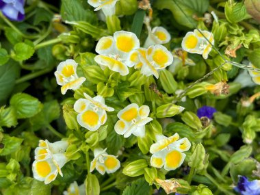 Torenia Fournieri, lades kemiği çiçeği ya da Kauai Torenia. 