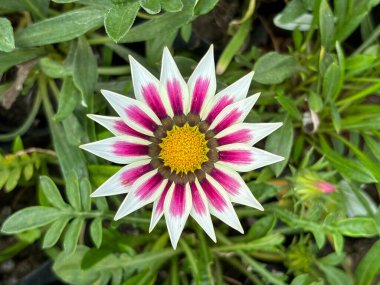 Bahçede sarı merkezli beyaz ve pembe Gazania çiçeklerinin izole edilmiş, yakın plan görüntüsü.