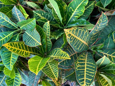 Croton bitkisinin (Codiaeum Petra) yapraklarının yakın plan görüntüsü