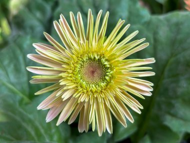 Sarı Barberton Daisy yakın çekim