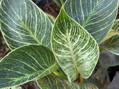 Yakın plan Pin Stripe Calathea Doğal Soyut Doku Arkaplanı Olarak Koyu Ton Renginde Bırakıyor