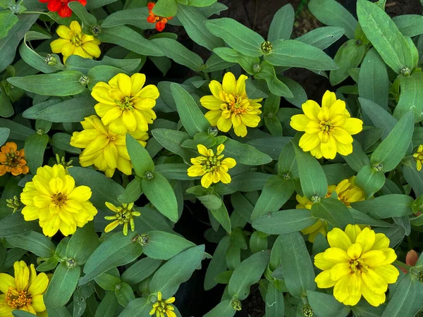 Zinnia elegans 'ın yakın çevresi, Zinia cinsinin en ünlü çiçeklenme yıllıklarından biridir..