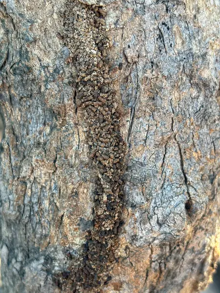 Termite white ant on tree animal nature background