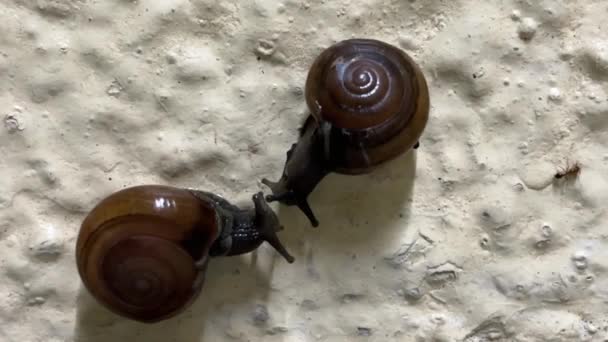 Adorable Snails Sharing Kiss Valentine Day — Stock Video