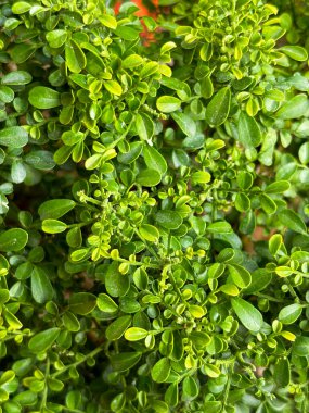 Boxwood 'a yakın çekim. Bitki (Buxus sempervirens). Yeşil yapraklar.