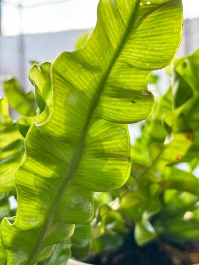 Kuş yuvası eğreltiotu yaprağı. Arka plan yakın plan..