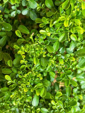 Boxwood 'a yakın çekim. Bitki (Buxus sempervirens). Yeşil yapraklar.