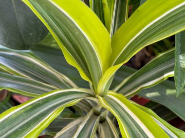 Dracaena fabrikasının üst tarafının görüntüsü