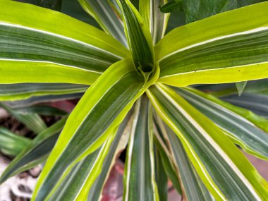 Dracaena fabrikasının üst tarafının görüntüsü