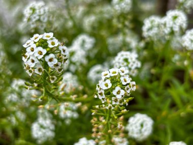 Yeşil yapraklı beyaz alyssum çiçeklerine yakın çekim.