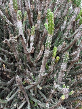 Çoklu dikenli dikenli kaktüs bitkisi.