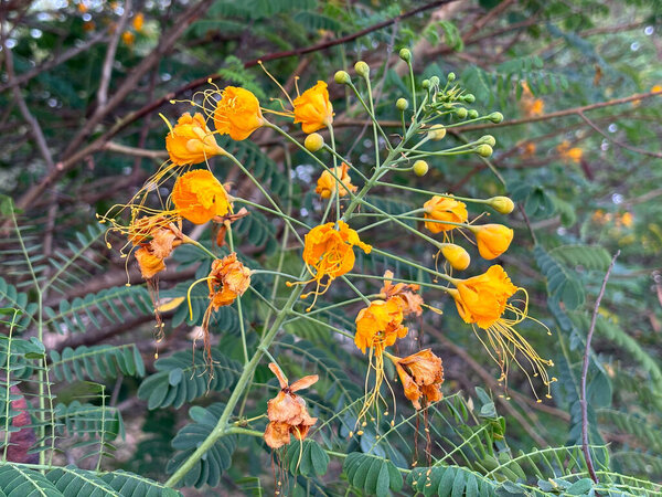 Vibrant orange flowers with delicate petals and green foliage background.