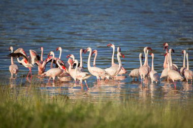 Kenya 'daki Bogoria Gölü' nde pembe flamingolar yaban hayatı.