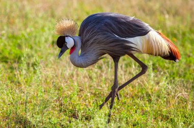 The gray crowned crested Crane of Uganda, one of the most beautiful and majestic birds in Africa found in Uganda where it is also the the National symbol and the national bird of Uganda. clipart
