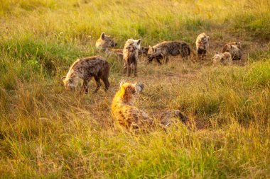Kenya, Masai Mara 'da görüldü..