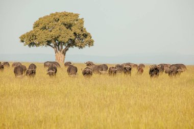 Kenya, Masai Mara 'da bir tarla boyunca vahşi bufalo sürüsü..
