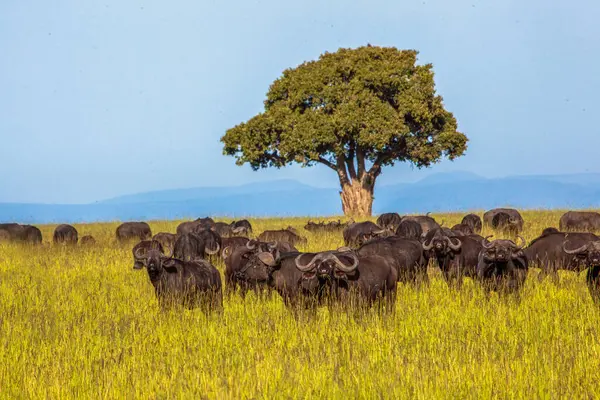 Kenya, Masai Mara 'da bir tarla boyunca vahşi bufalo sürüsü..