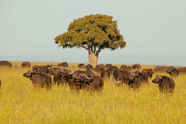 Стадо диких буйволов по полю, Масаи мара, Кения.