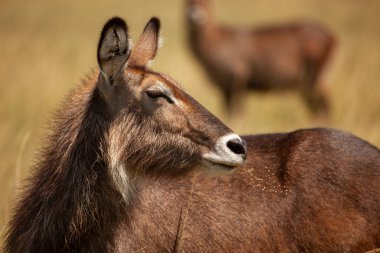 Bulanık bir arka planı olan, geniş kulakları ve gözleri ile savanadaki Waterbuck..