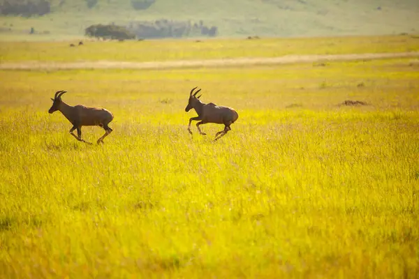 Topi antelopes standing in tall grass on the savannah.Antelopes running in the savannah at sunset with golden light.