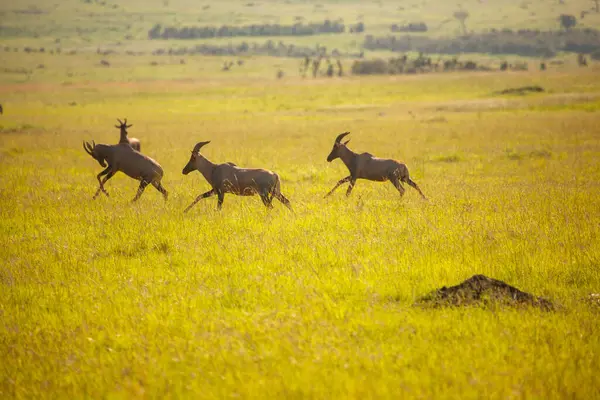 Antelopes running in the savannah at sunset with golden light.