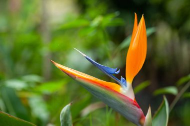 Mavi ve turuncu merkezli güzel bir çiçek 