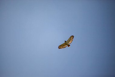 Siyah uçurtma, Milvus migrans Senegal 'de uçuyor, Vahşi Yaşam, Kenya.