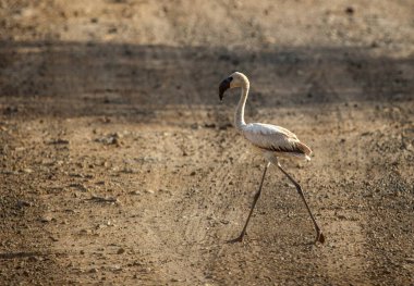 Flamingolar yolda yürüyor, Kenya..