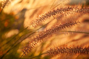 Arka planda pembe çiçekler olan bir çim tarlası. Güneş uzaklardan batıyor.
