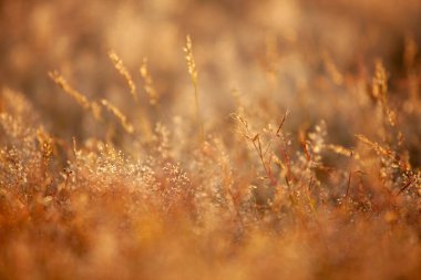 Huzurlu bir altın saat manzarası, güneş ışığı narin bir şekilde yabani otların dokusunu ve detaylarını vurgular sıcak, sakin bir yaz akşamını taşır.