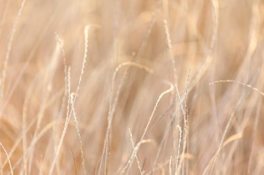 Huzurlu bir altın saat manzarası, güneş ışığı narin bir şekilde yabani otların dokusunu ve detaylarını vurgular sıcak, sakin bir yaz akşamını taşır.