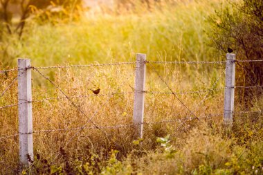 Eskrim yapan kuşlar güneşin altın ışığının dokunduğu.
