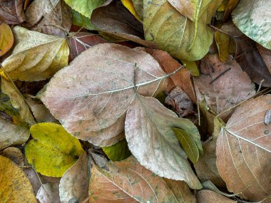 Bazıları sarı, bazıları kahverengi olan bir yaprak yığını.