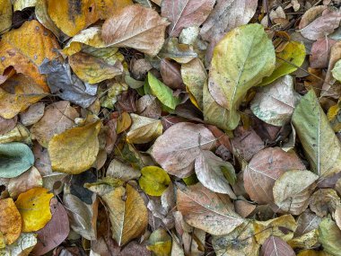 Bazıları sarı, bazıları kahverengi olan bir yaprak yığını.