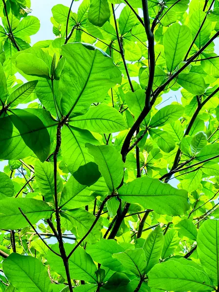 A tree with green leaves is shown in the image. The leaves are large and spread out, creating a lush and vibrant appearance. The sunlight is shining through the leaves, casting a warm
