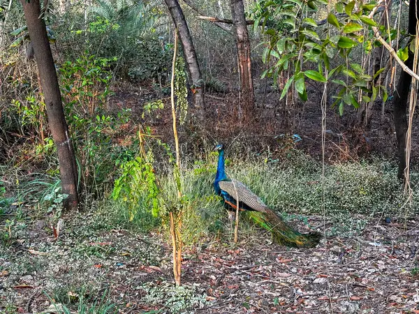 A blue and green peacock is perched on a tree branch. The bird is surrounded by green leaves and branches, giving the scene a peaceful and natural feel